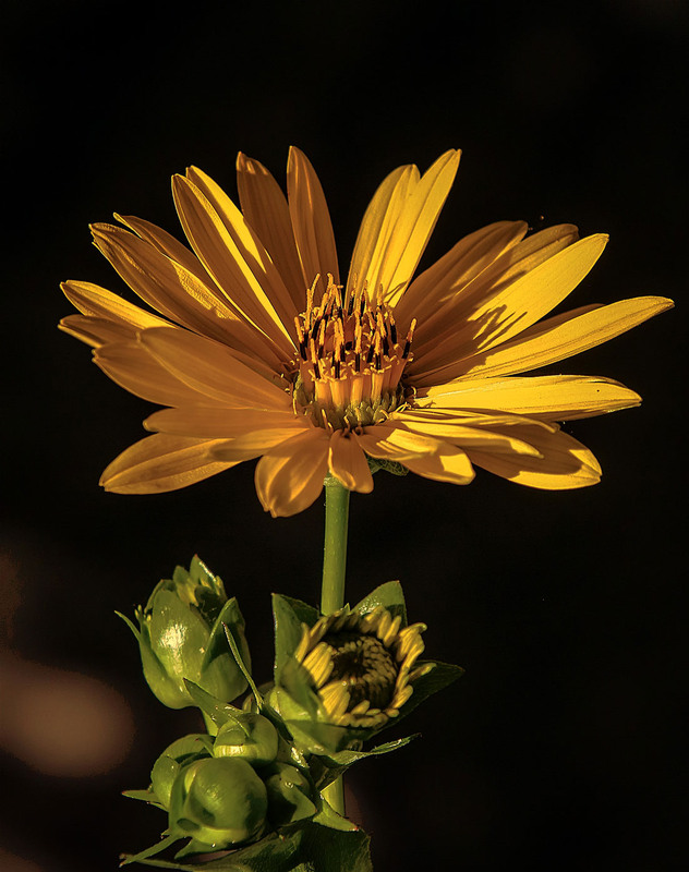 Фотографія **** / Andronik Aleksander / photographers.ua