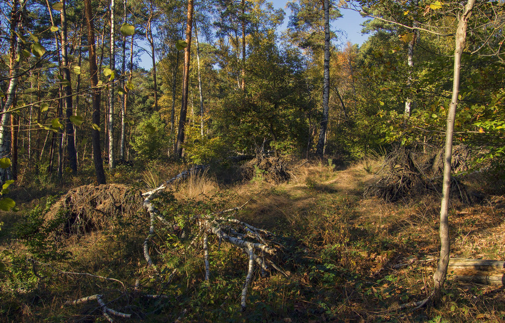 Фотографія В лесу / Andronik Aleksander / photographers.ua