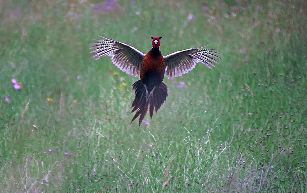Фотографія В траве сидел фазан / Andronik Aleksander / photographers.ua