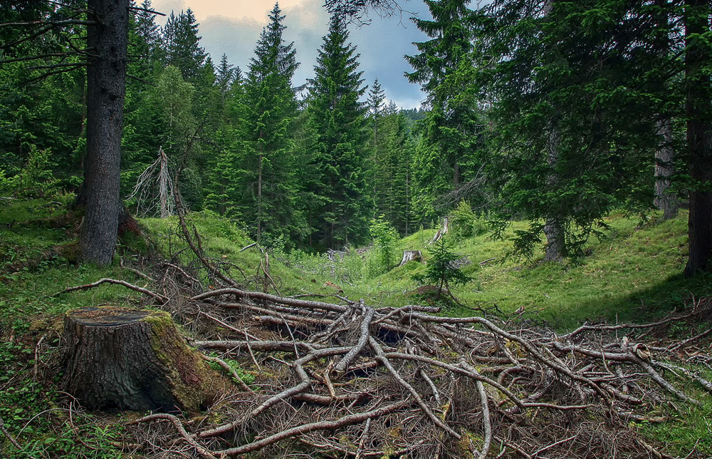 Фотографія В альпийском лесу / Andronik Aleksander / photographers.ua