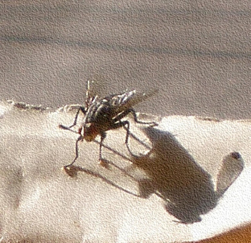 Фотографія Макро / Роман Савоцький / photographers.ua