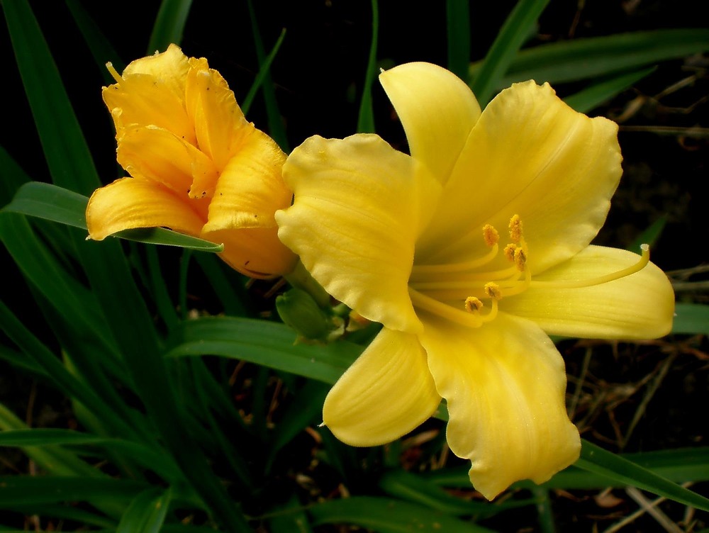 Фотографія Макро / Роман Савоцький / photographers.ua