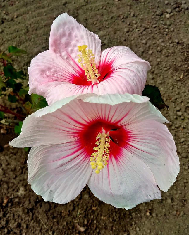 Фотографія Макро / Роман Савоцький / photographers.ua