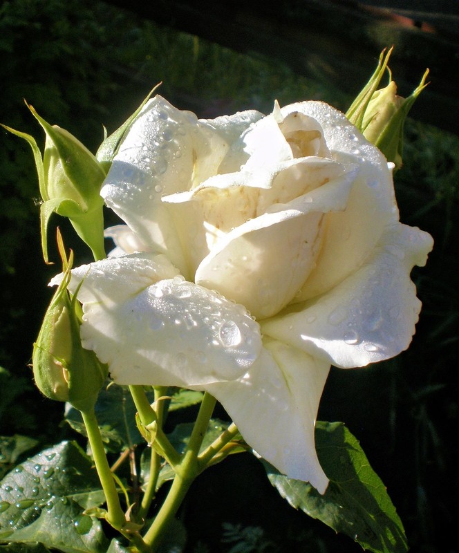 Фотографія Макро / Роман Савоцький / photographers.ua