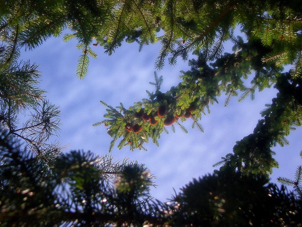 Фотографія Разное / Роман Савоцький / photographers.ua