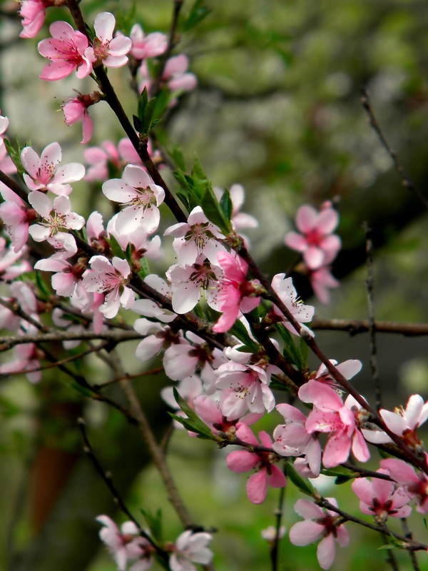 Фотографія Разное / Роман Савоцький / photographers.ua