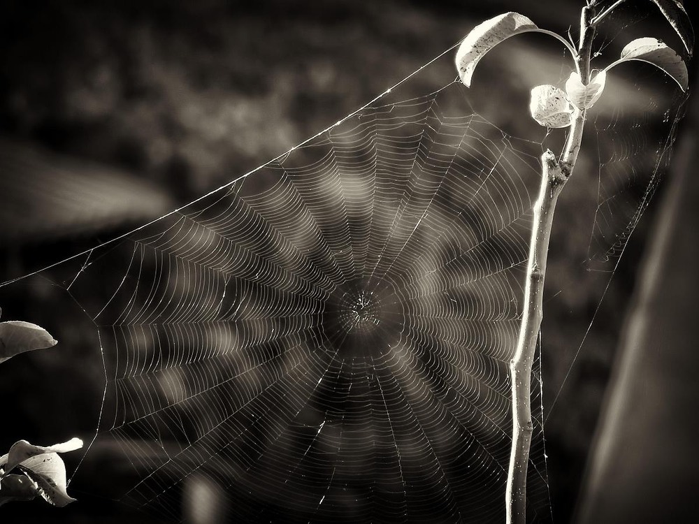 Фотографія Макро / Роман Савоцький / photographers.ua