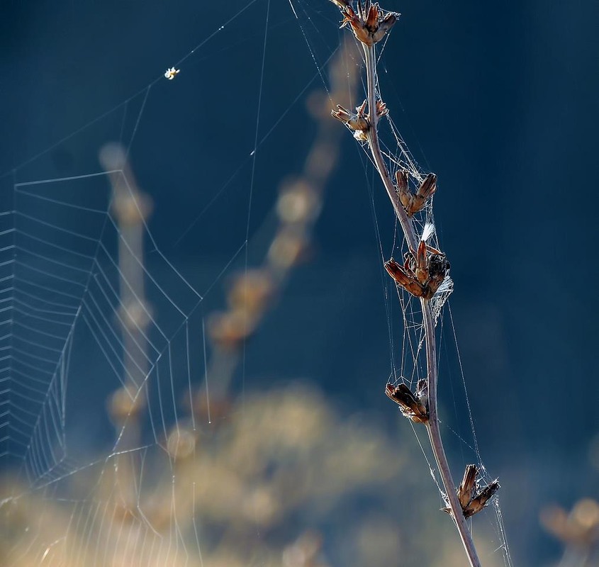 Фотографія Макро / Роман Савоцький / photographers.ua