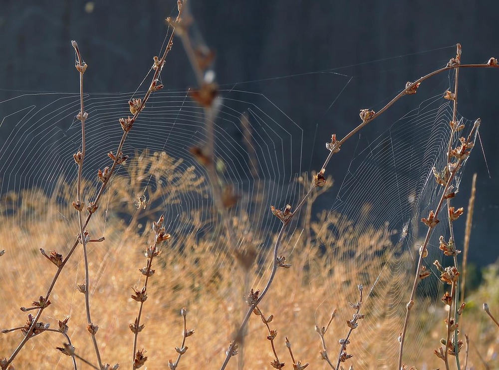 Фотографія Макро / Роман Савоцький / photographers.ua