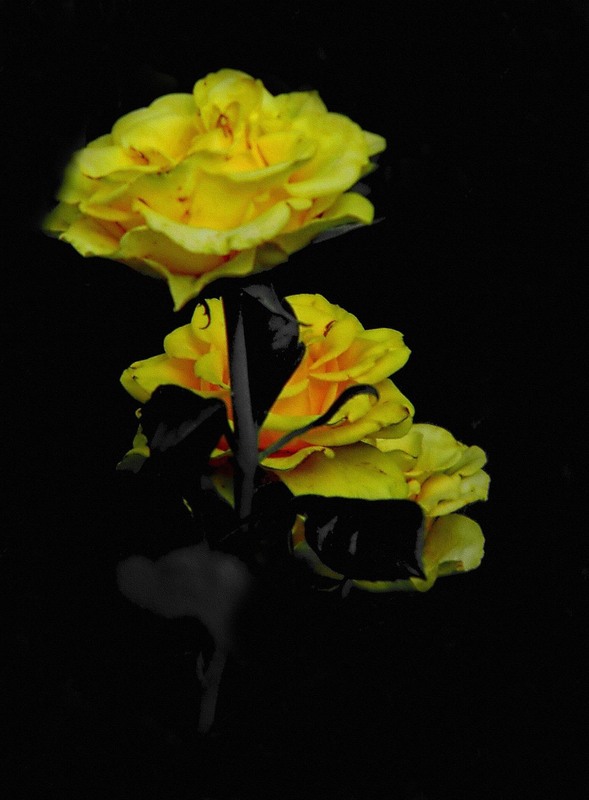 Фотографія Разное / Роман Савоцький / photographers.ua