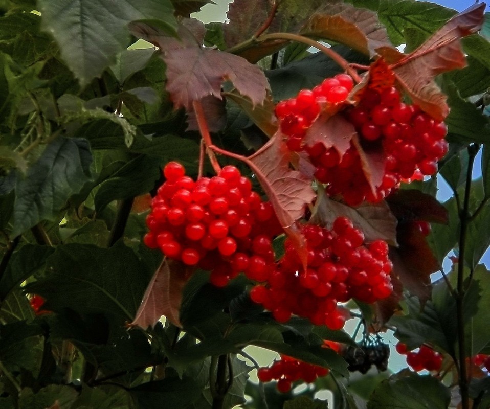 Фотографія Червона калина / Роман Савоцький / photographers.ua