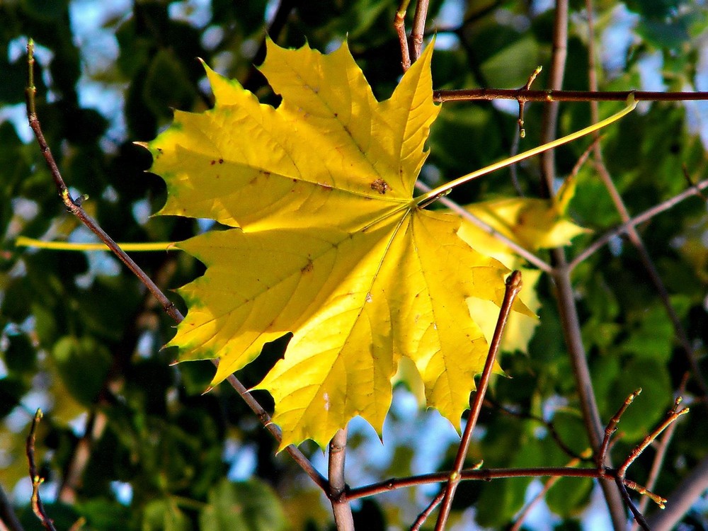 Фотографія Гламур / Роман Савоцький / photographers.ua