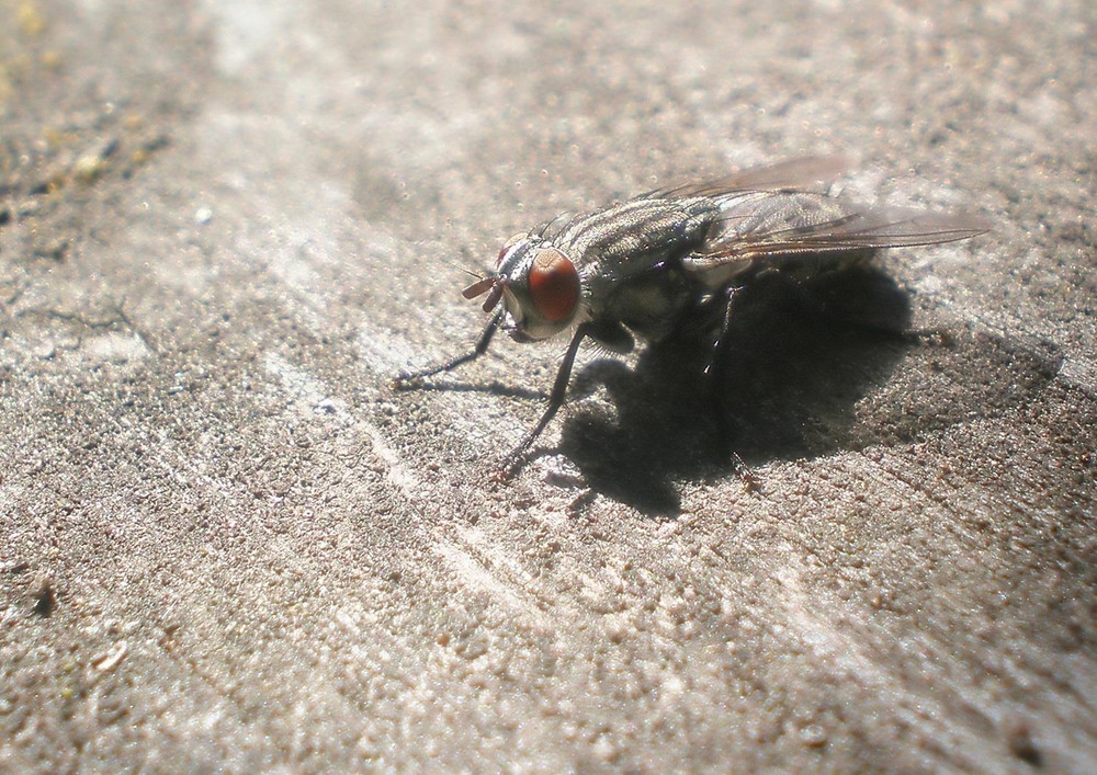 Фотографія Макро / Роман Савоцький / photographers.ua