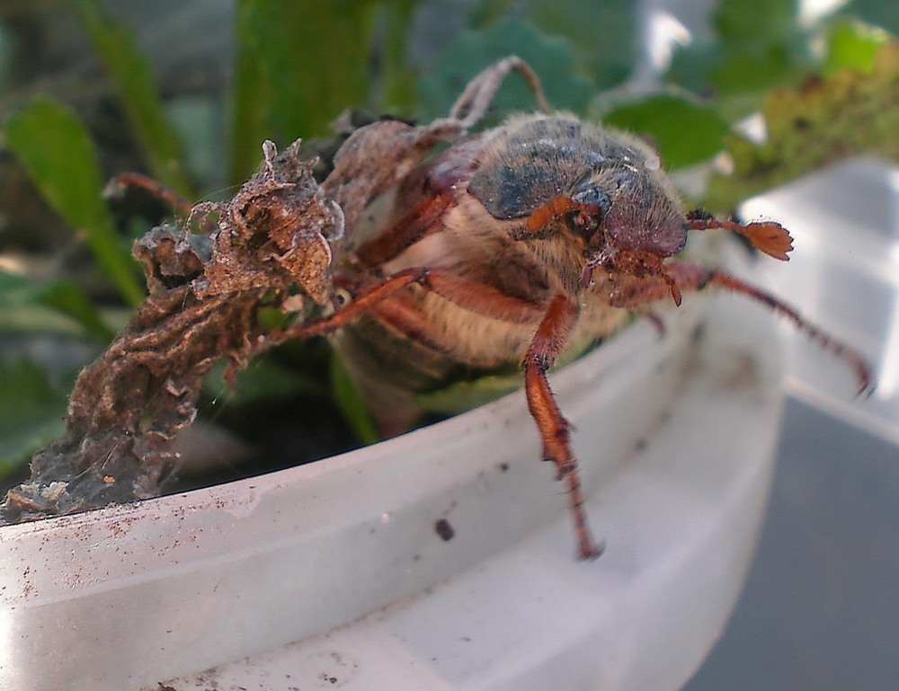 Фотографія Макро / Роман Савоцький / photographers.ua