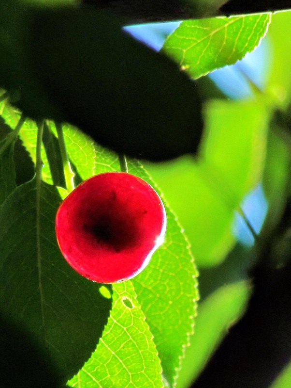 Фотографія Разное / Роман Савоцький / photographers.ua