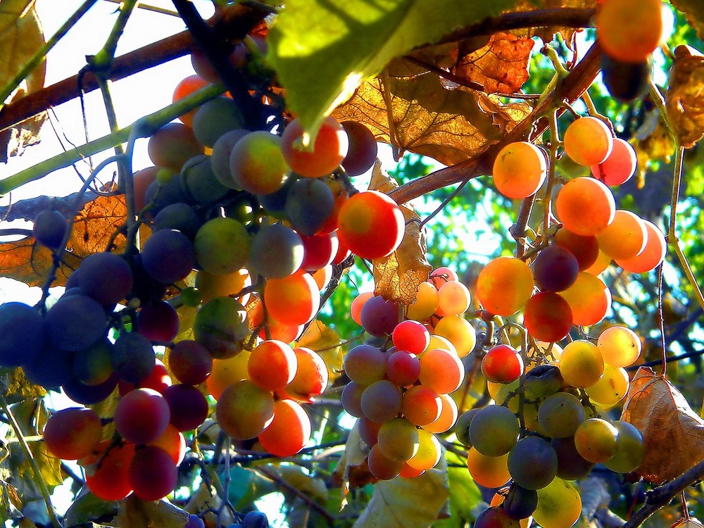 Фотографія Разное / Роман Савоцький / photographers.ua