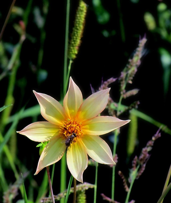 Фотографія Квітка / Роман Савоцький / photographers.ua