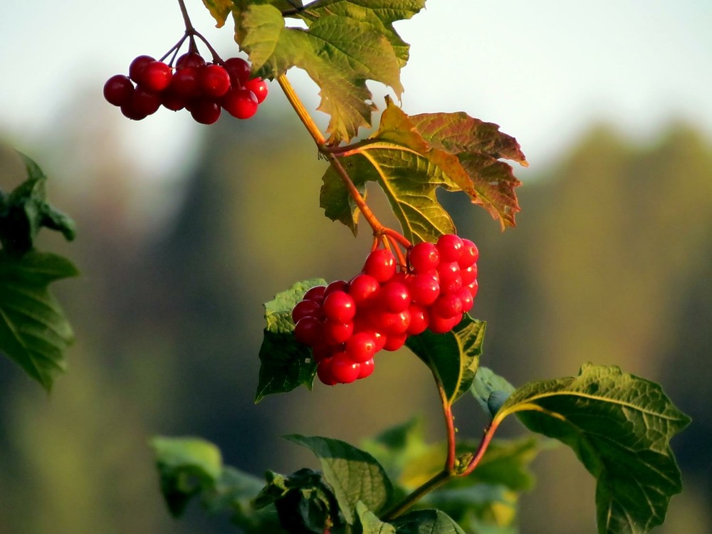 Фотографія Червона калина / Роман Савоцький / photographers.ua