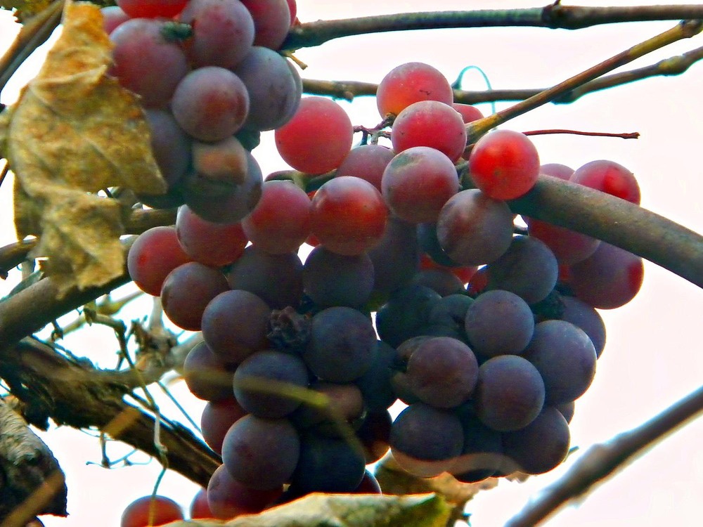 Фотографія Разное / Роман Савоцький / photographers.ua