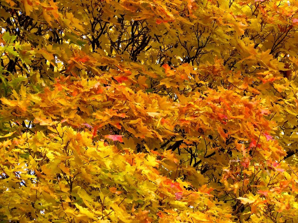 Фотографія Разное / Роман Савоцький / photographers.ua