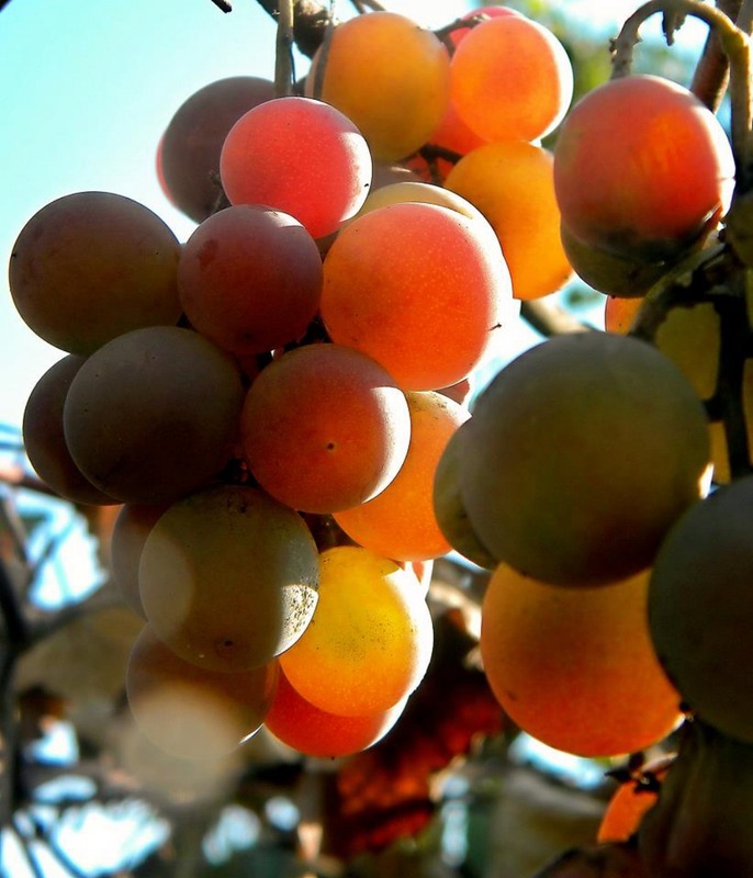 Фотографія Разное / Роман Савоцький / photographers.ua