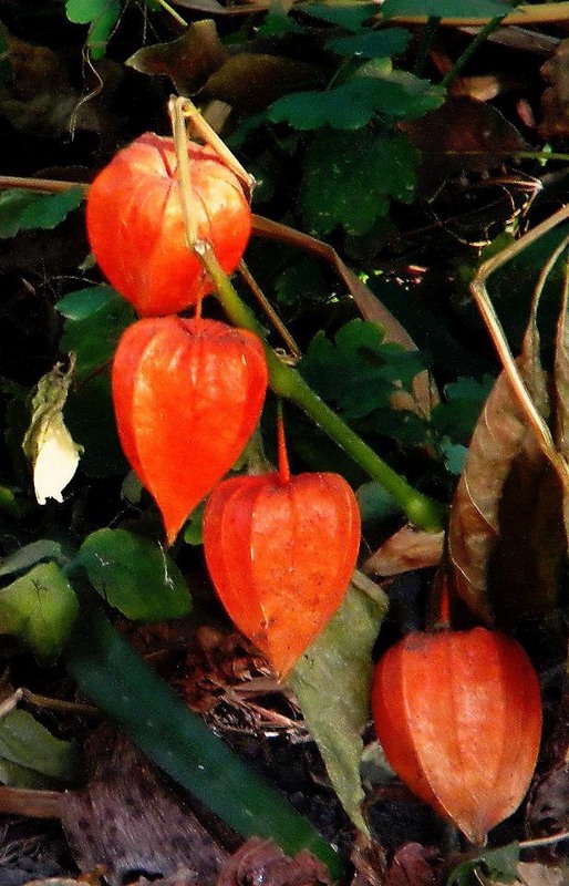 Фотографія Разное / Роман Савоцький / photographers.ua