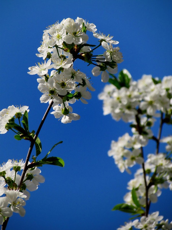 Фотографія Разное / Роман Савоцький / photographers.ua