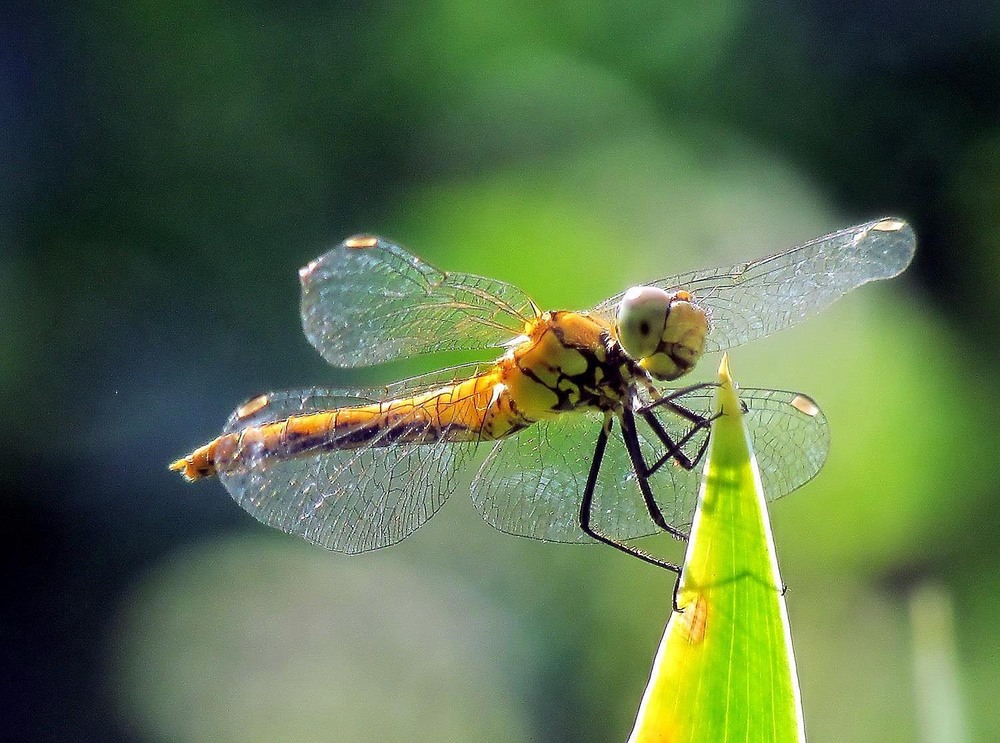 Фотографія Макро / Роман Савоцький / photographers.ua