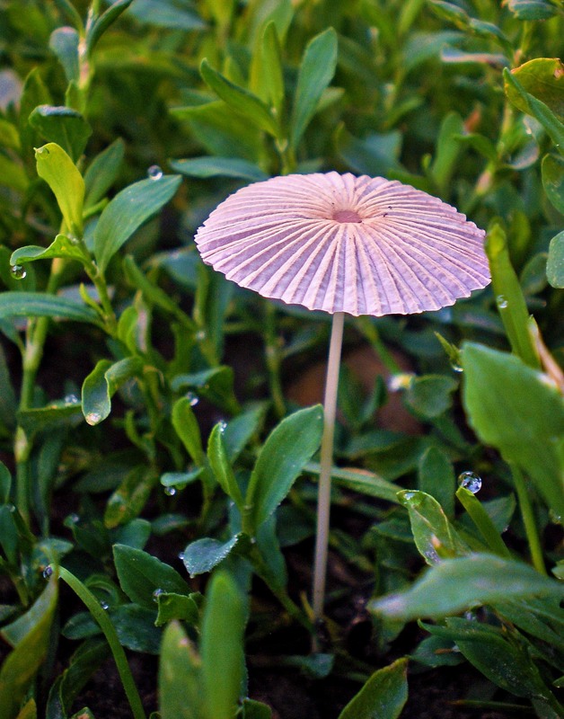 Фотографія Разное / Роман Савоцький / photographers.ua