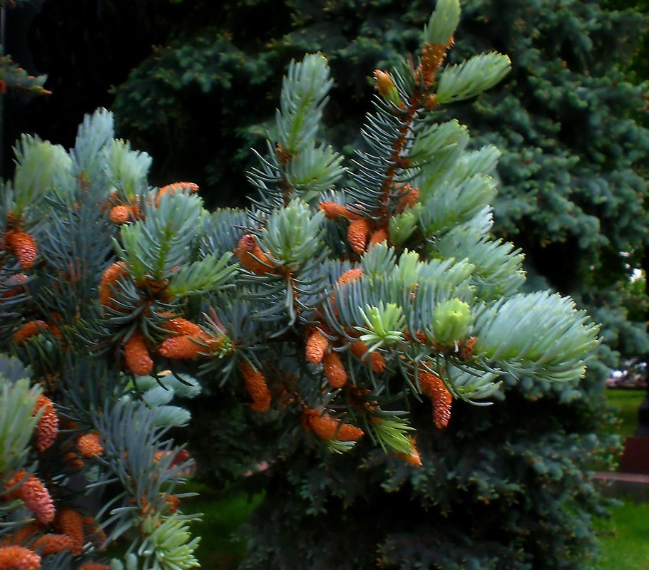 Фотографія Разное / Роман Савоцький / photographers.ua