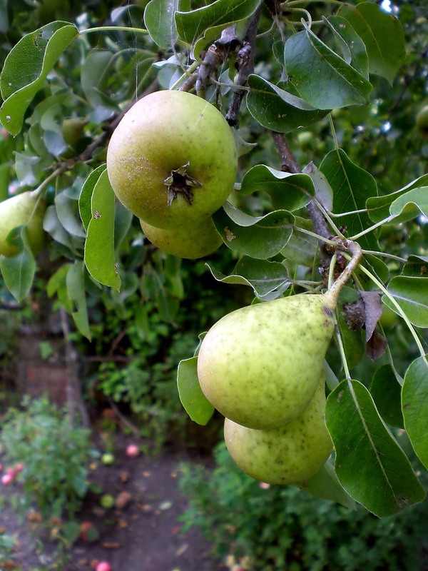 Фотографія Разное / Роман Савоцький / photographers.ua