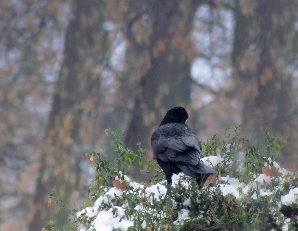 Фотографія Животные / Роман Савоцький / photographers.ua