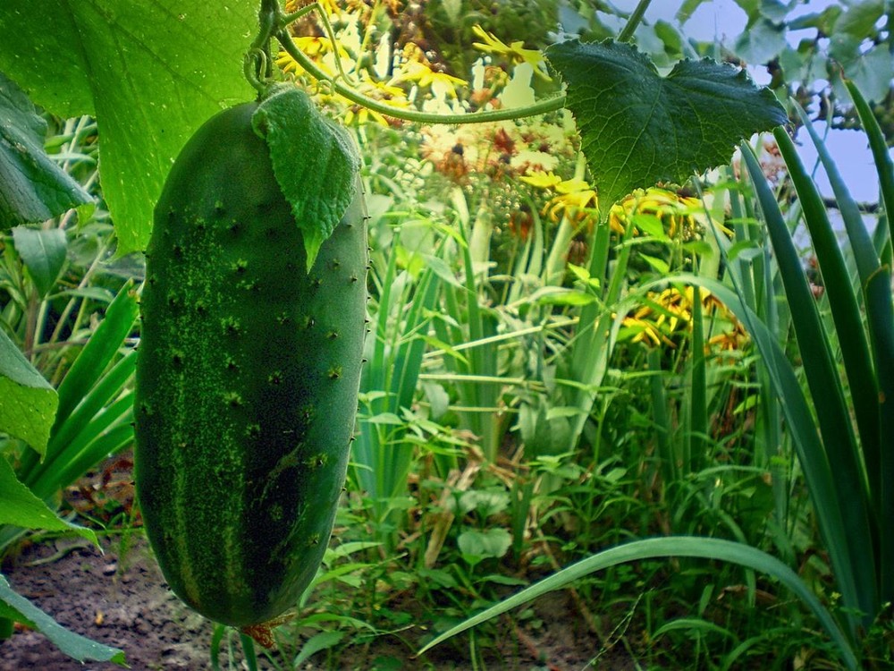 Фотографія Разное / Роман Савоцький / photographers.ua