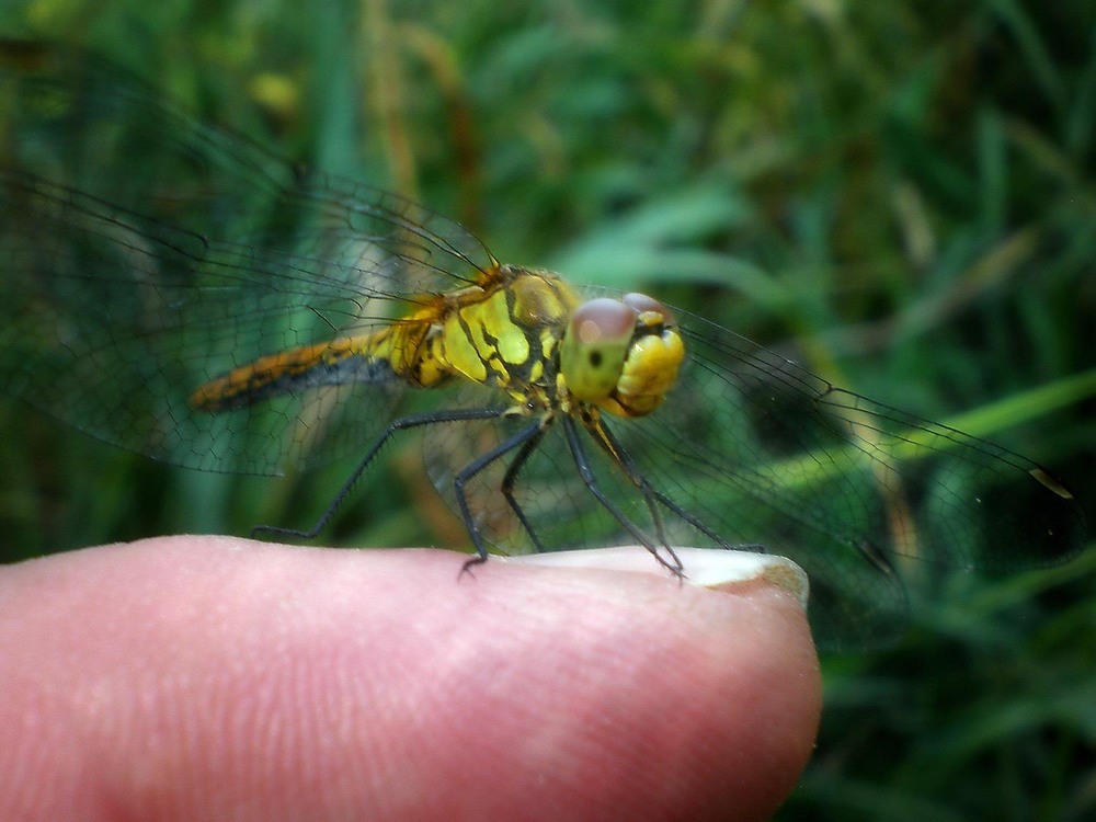 Фотографія Макро / Роман Савоцький / photographers.ua