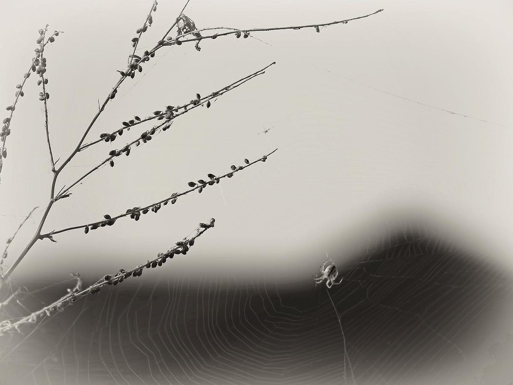 Фотографія Макро / Роман Савоцький / photographers.ua