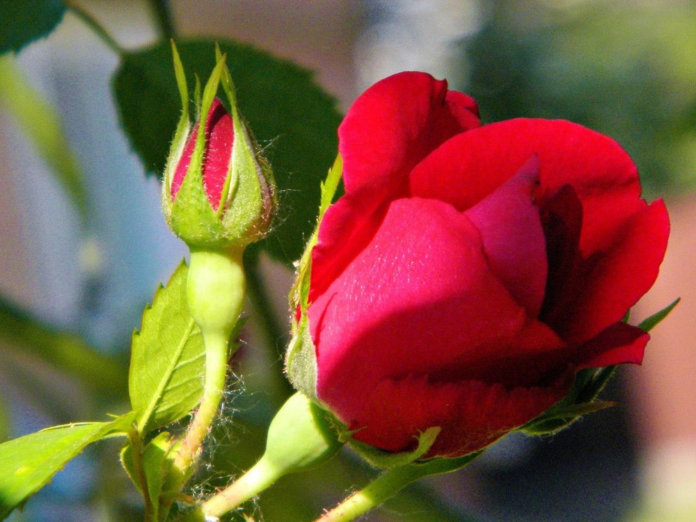 Фотографія Разное / Роман Савоцький / photographers.ua