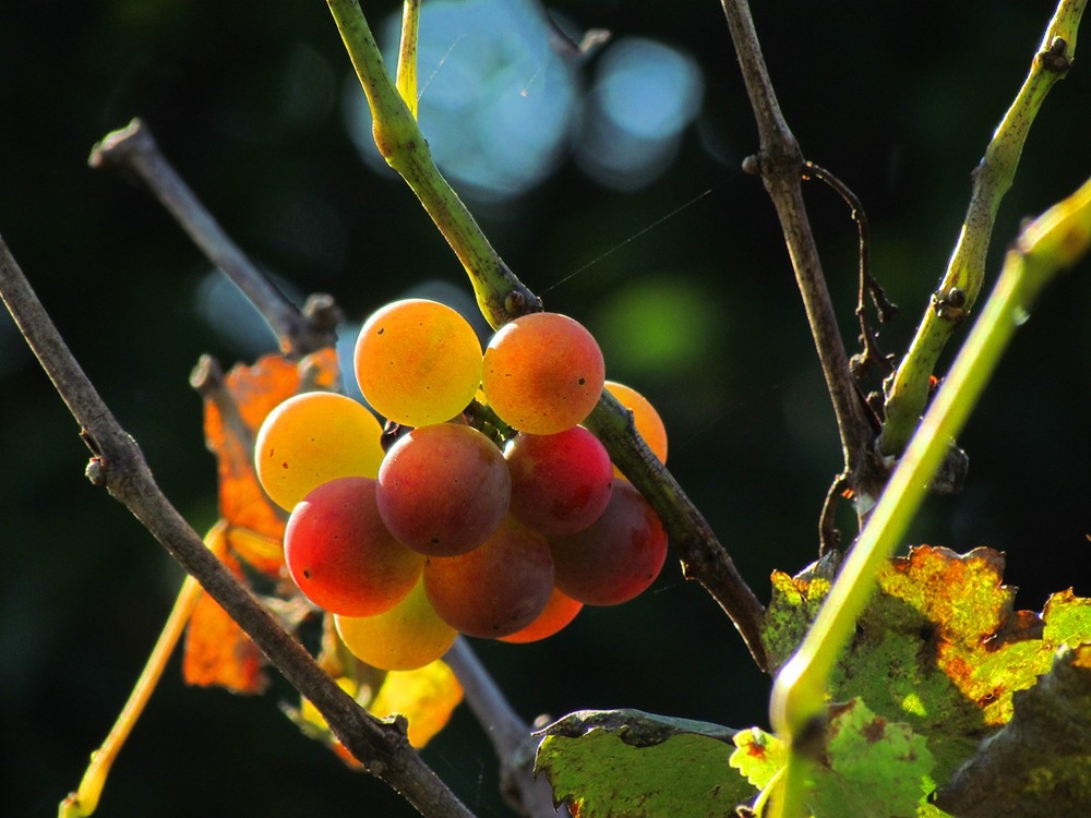 Фотографія Разное / Роман Савоцький / photographers.ua
