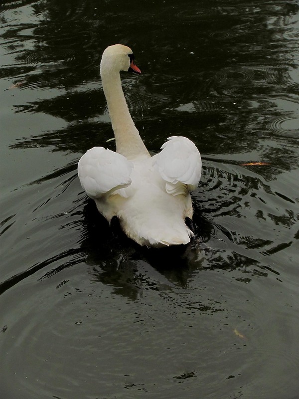 Фотографія Животные / Роман Савоцький / photographers.ua