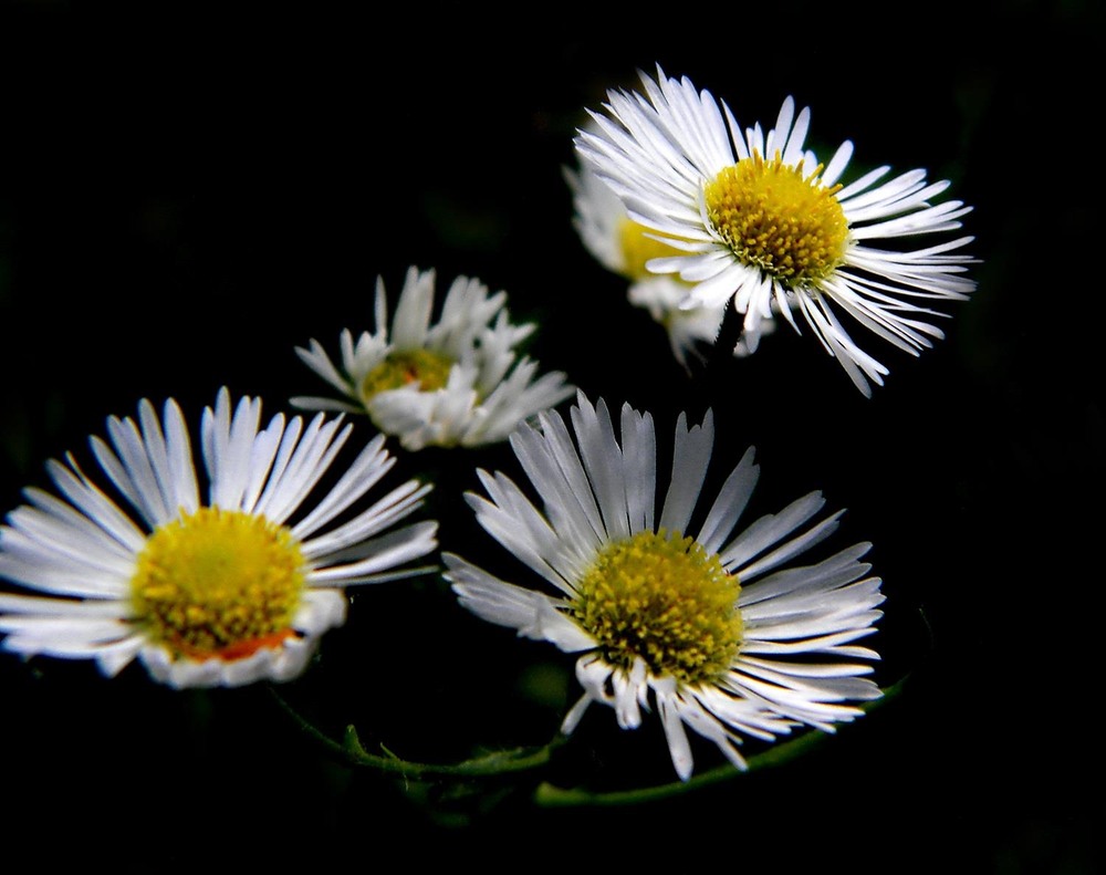 Фотографія Макро / Роман Савоцький / photographers.ua