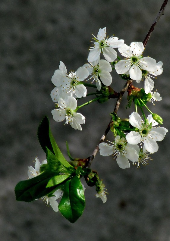 Фотографія Разное / Роман Савоцький / photographers.ua