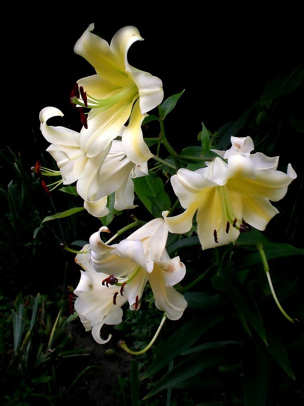 Фотографія Разное / Роман Савоцький / photographers.ua