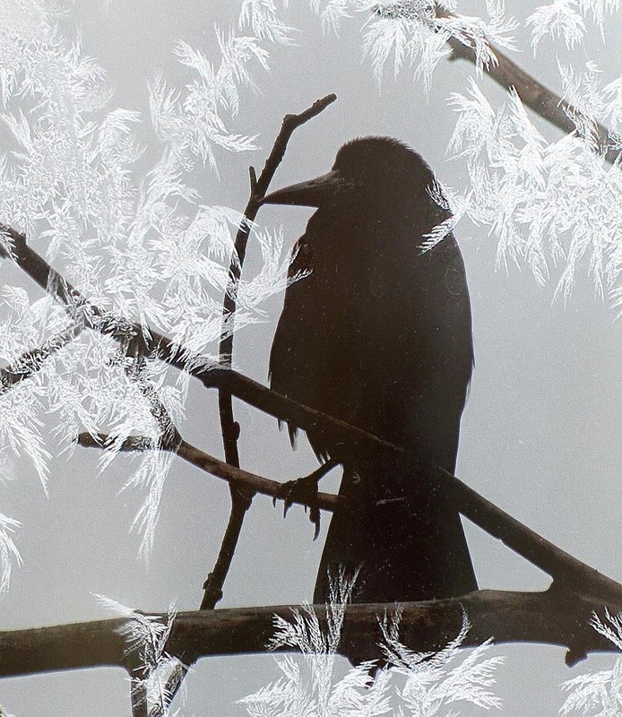 Фотографія Животные / Роман Савоцький / photographers.ua