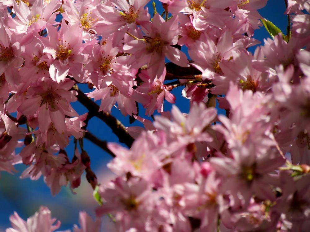 Фотографія Разное / Роман Савоцький / photographers.ua