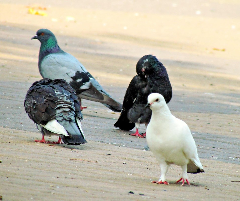 Фотографія "Біла ворона" / Роман Савоцький / photographers.ua
