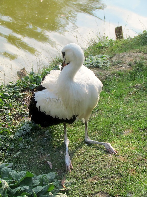 Фотографія Животные / Роман Савоцький / photographers.ua