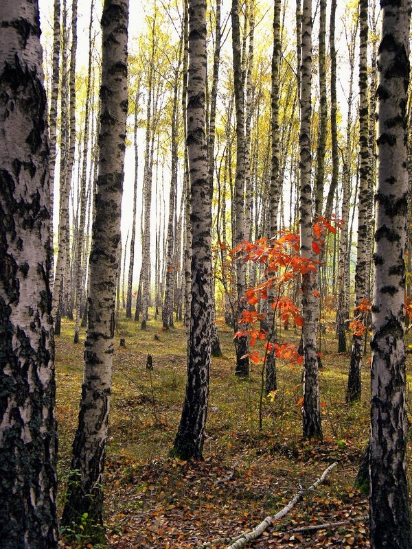 Фотографія Пейзаж / Роман Савоцький / photographers.ua