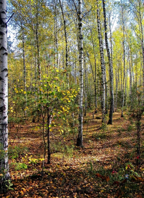 Фотографія Пейзаж / Роман Савоцький / photographers.ua