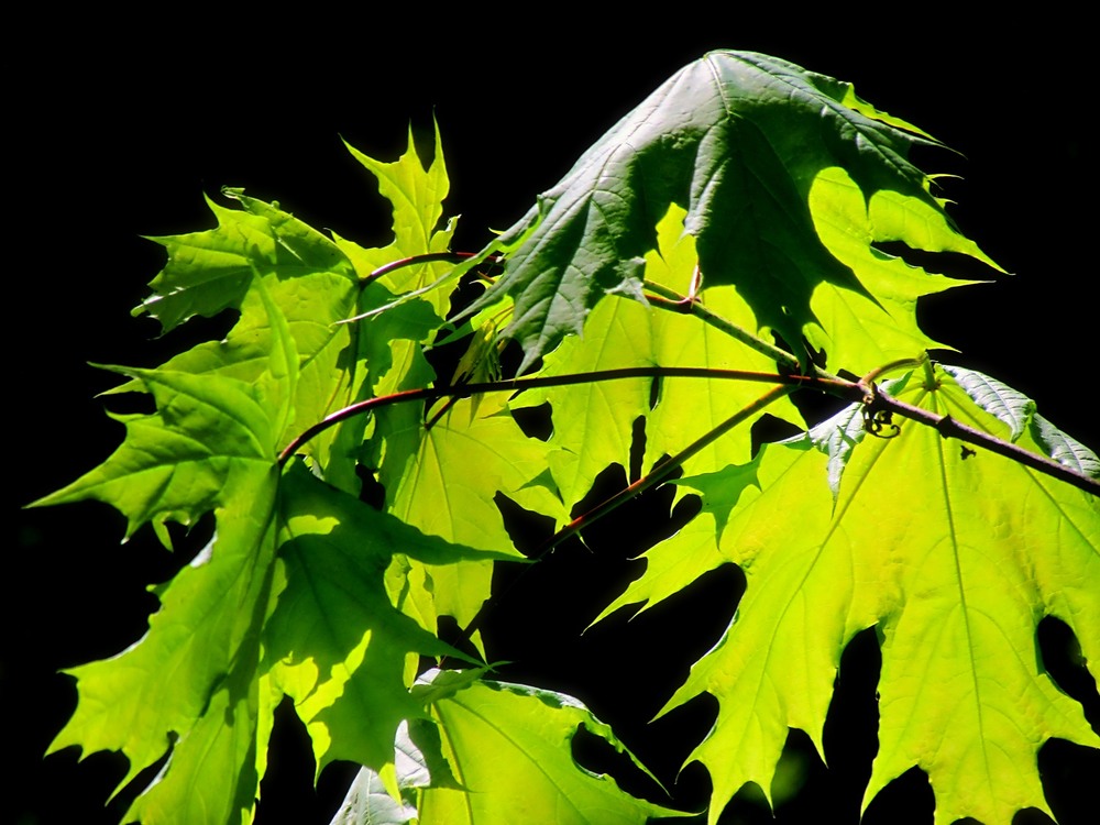 Фотографія Разное / Роман Савоцький / photographers.ua