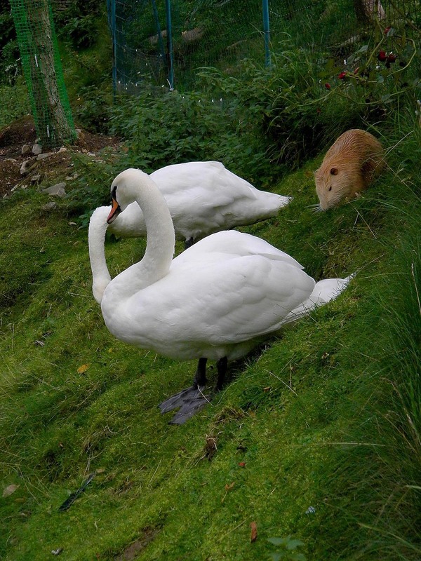 Фотографія Животные / Роман Савоцький / photographers.ua