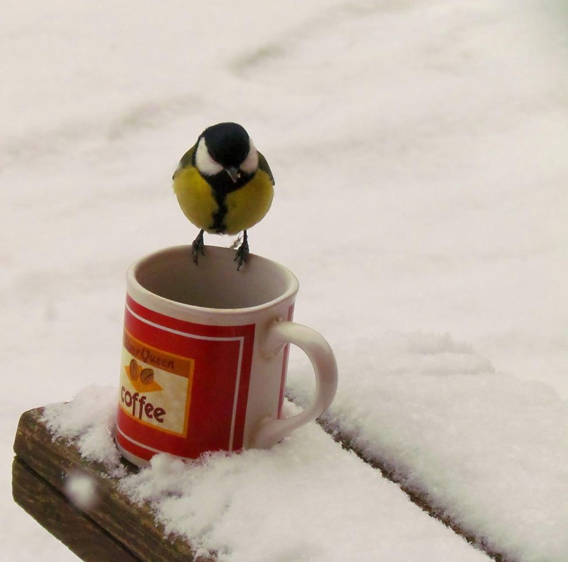 Фотографія Животные / Роман Савоцький / photographers.ua